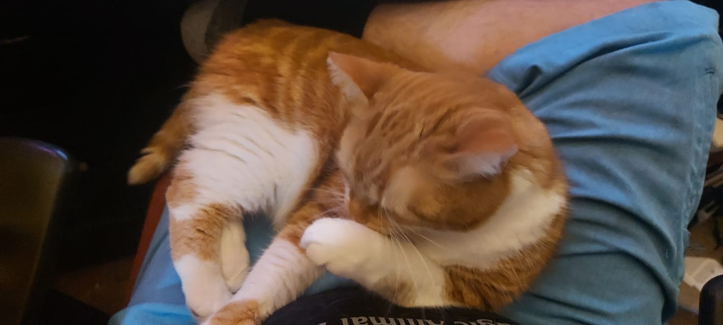 An orange cat sleeps on a lap, Photo 1